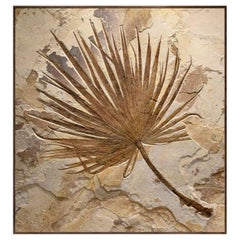 50 Million Year Old Fossil Palm Mural from the Green River Formation, Wyoming