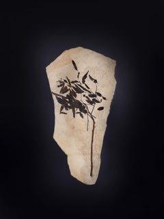 Une branche fossilisée vieille de 50 millions d'années dans le Wyoming