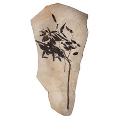 50 Millionen Jahre alter versteinerter Branch aus Wyoming