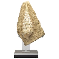 Fossiles de gastéropodes vieux de 500 millions d'années montés sur une base acrylique personnalisée