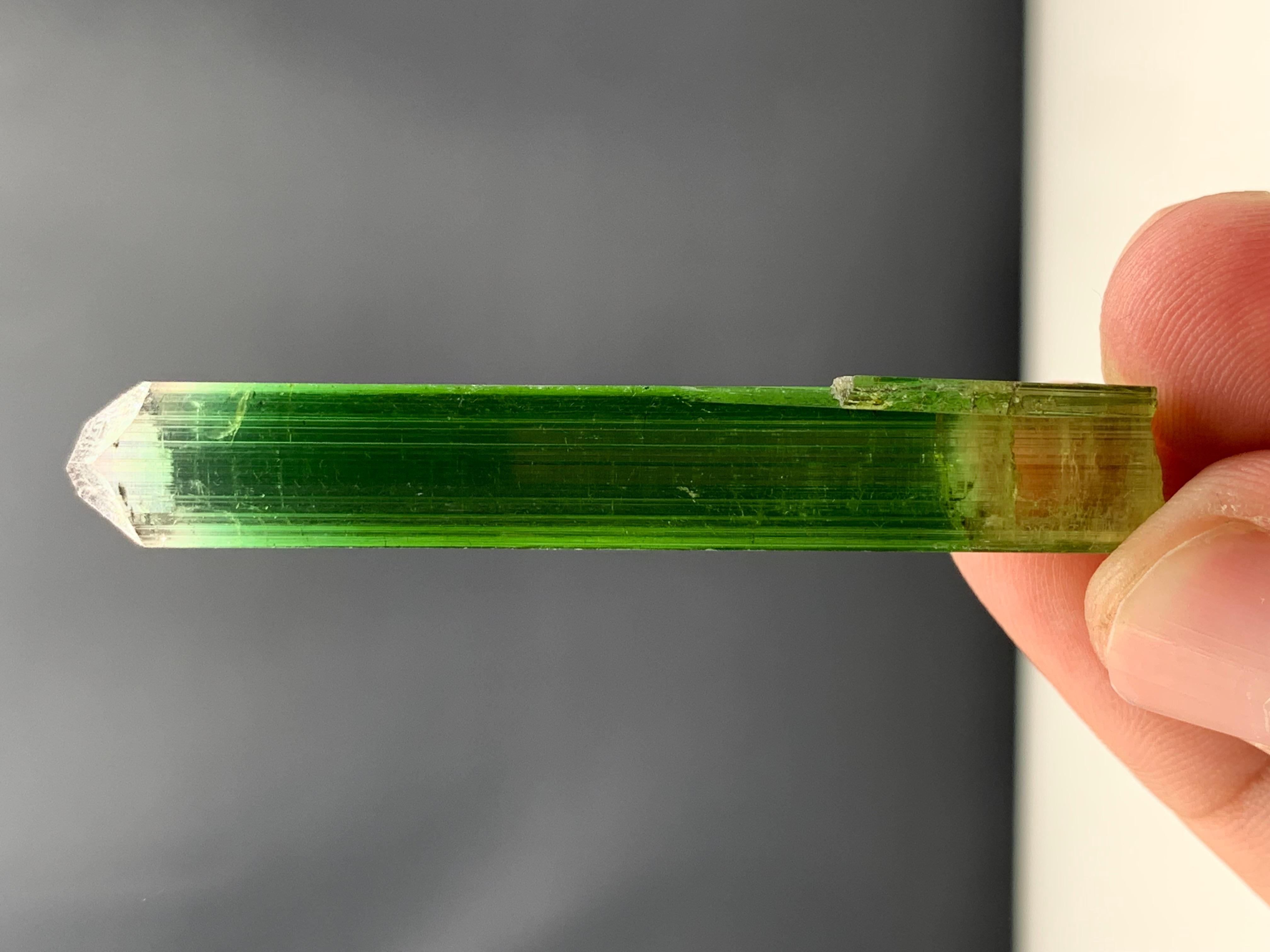 18th Century and Earlier 54.90 Cts Beautiful Tri Color Tourmaline Crystal From Paprook, Afghanistan  For Sale