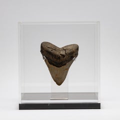 Fossil Megalodon "The Monster Shark" Tooth in Acrylic Custom Box