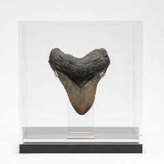 Fossil Megalodon "the Monster Shark" Tooth in Acrylic Custom Box