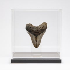 Fossil Megalodon "the Monster Shark" Tooth in Acrylic Custom Box