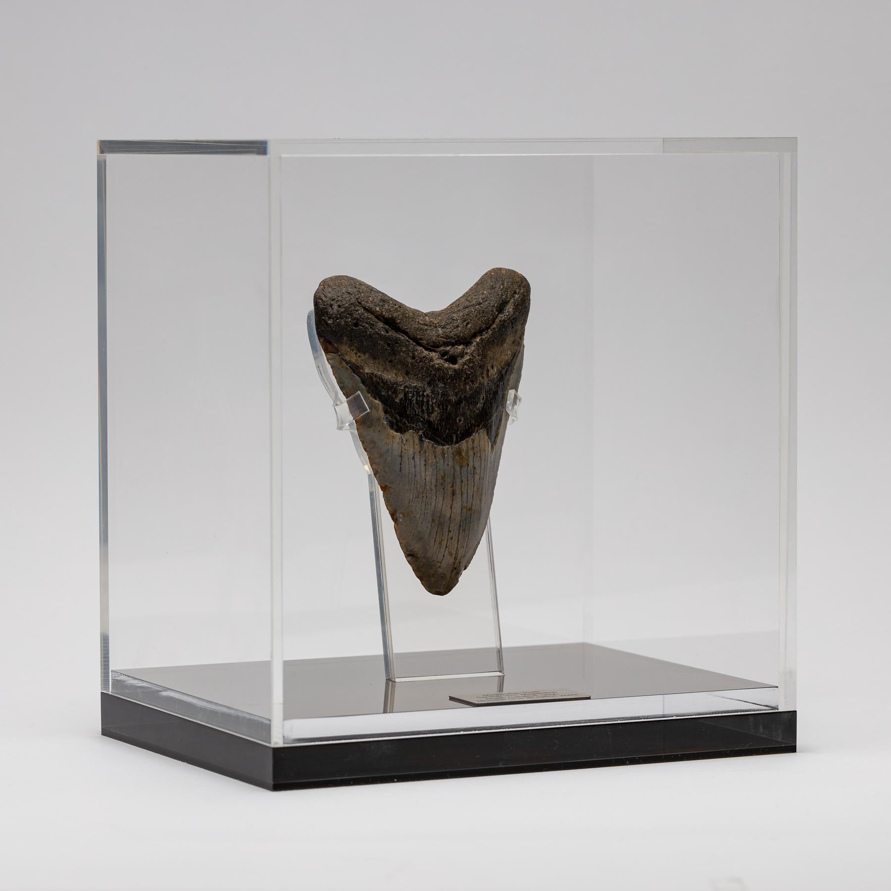 megalodon tooth display case