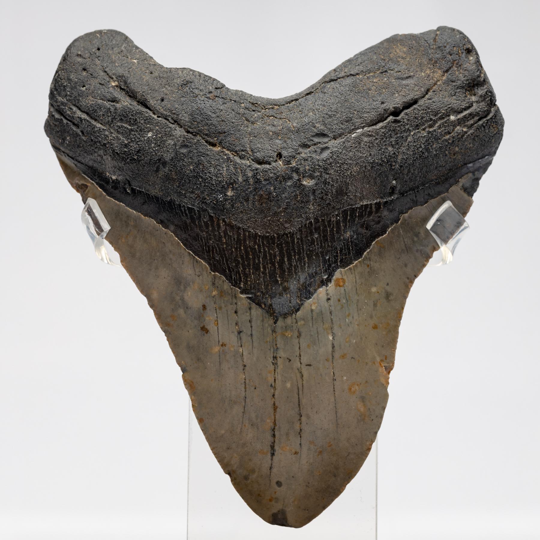 Mexican Fossil Megalodon 