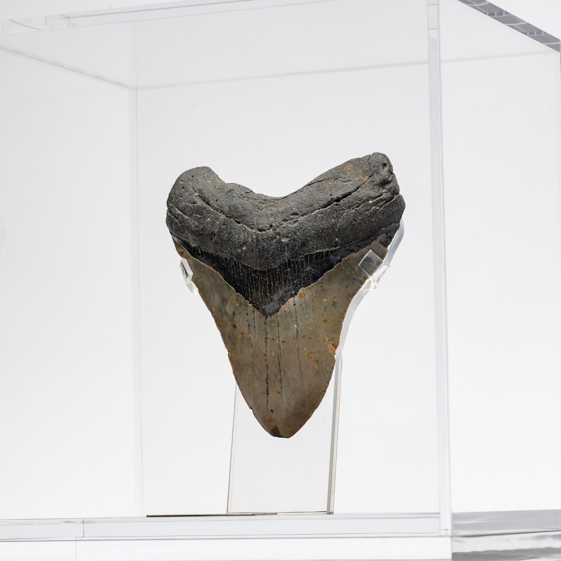 Contemporary Fossil Megalodon 