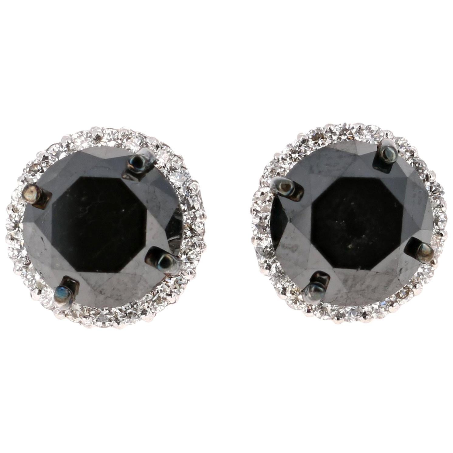 5.57 Carat Black Diamond 14 Karat White Gold Earring Studs en vente