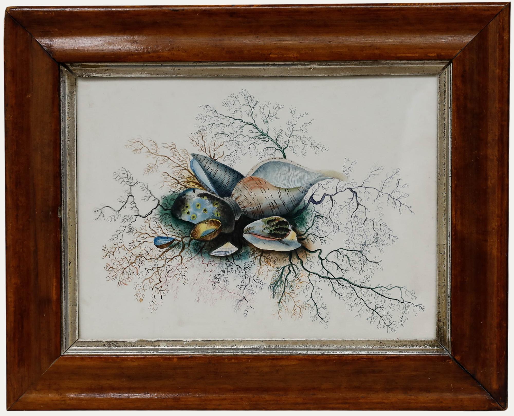 19th Century Watercolour - Shells and Seaweed