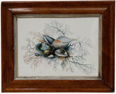 19th Century Watercolour - Shells and Seaweed