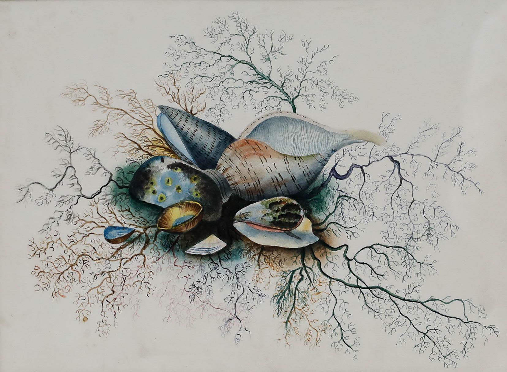 Acuarela del siglo XIX - Conchas y algas - Art de Unknown