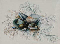 19th Century Watercolour - Shells and Seaweed