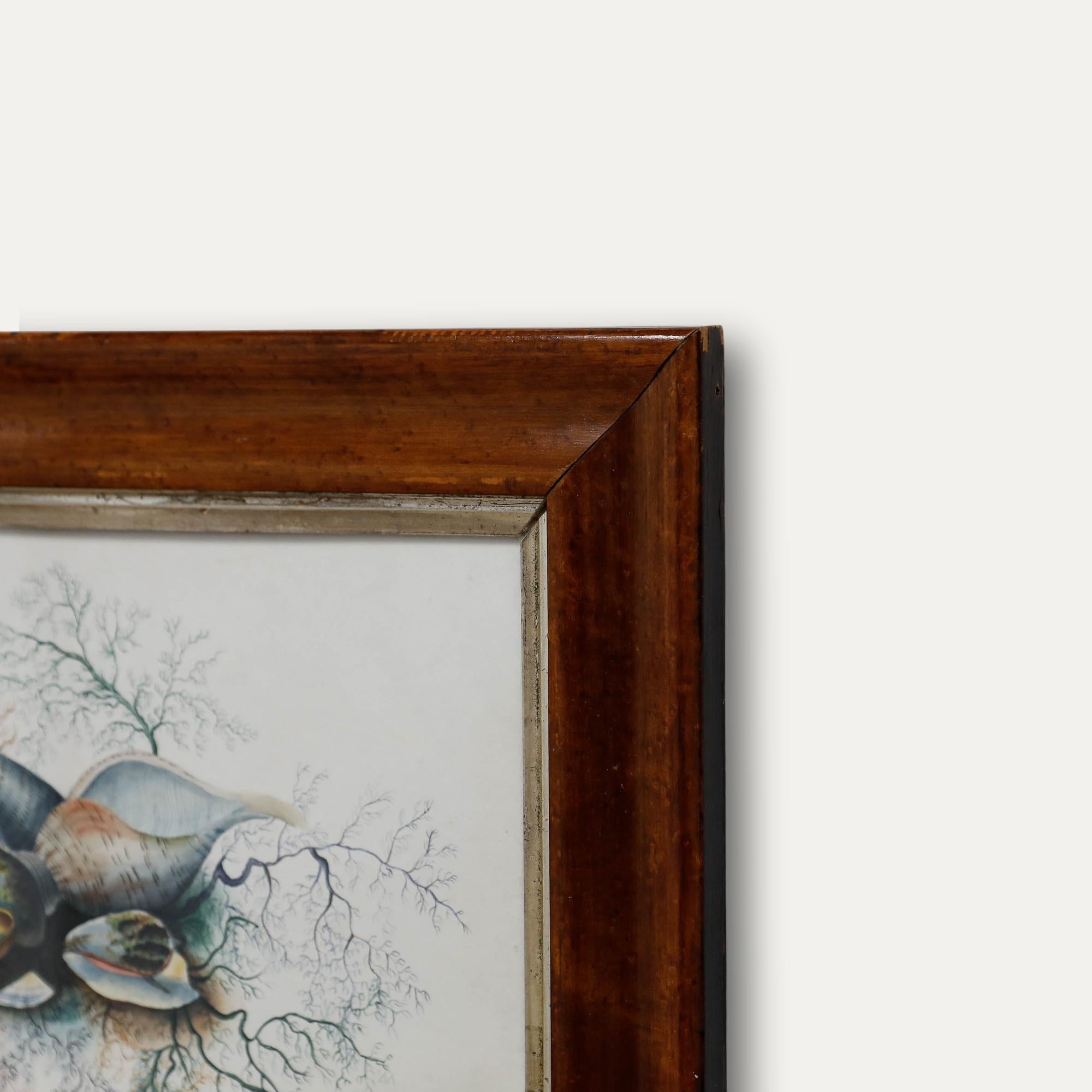 Acuarela del siglo XIX - Conchas y algas en venta 1