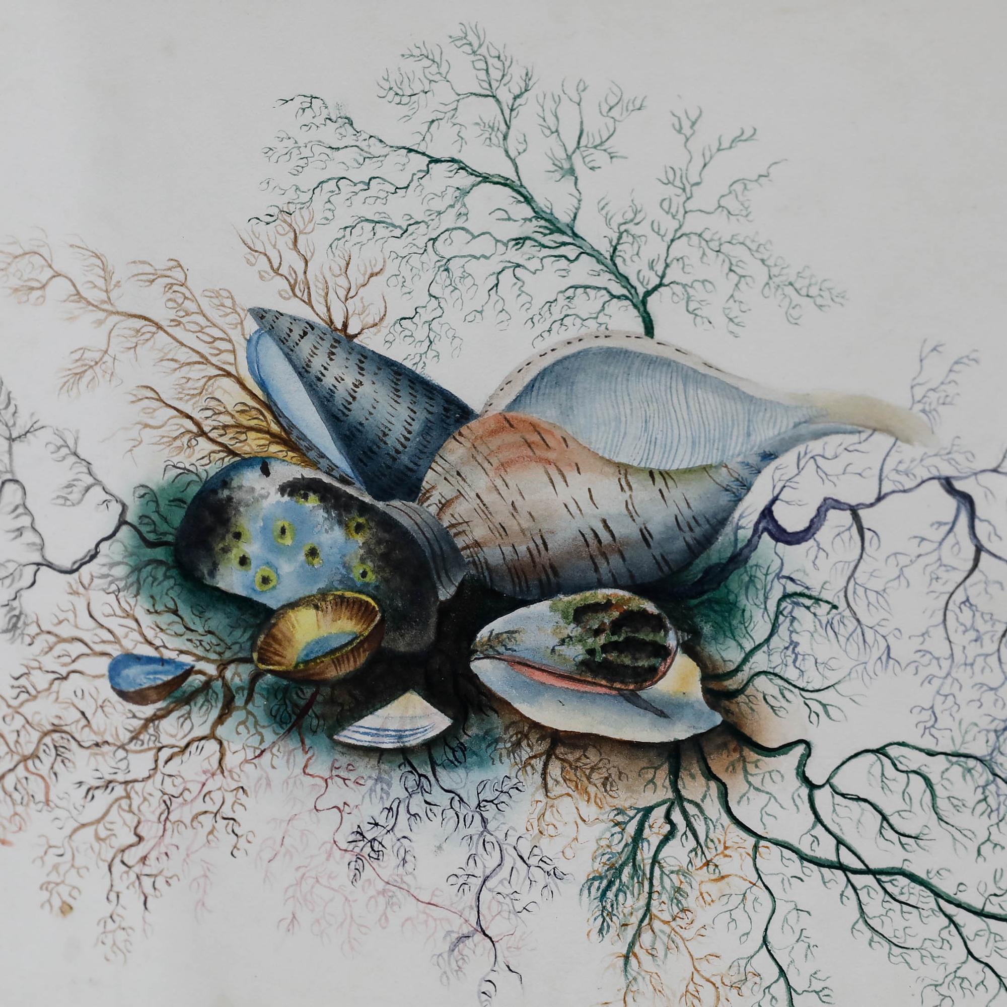 Un vívido estudio del siglo XIX que representa conchas y algas marinas en tecnicolor, representadas con exquisito detalle. El artista ha compuesto hábilmente la escena, con las conchas agrupadas en el centro y las algas que parecen crecer