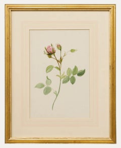 Antique English School 19th Century Watercolour - Pink Rose Bud
