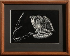 Hawk, American Realist Scratchboard by F Ken Cross