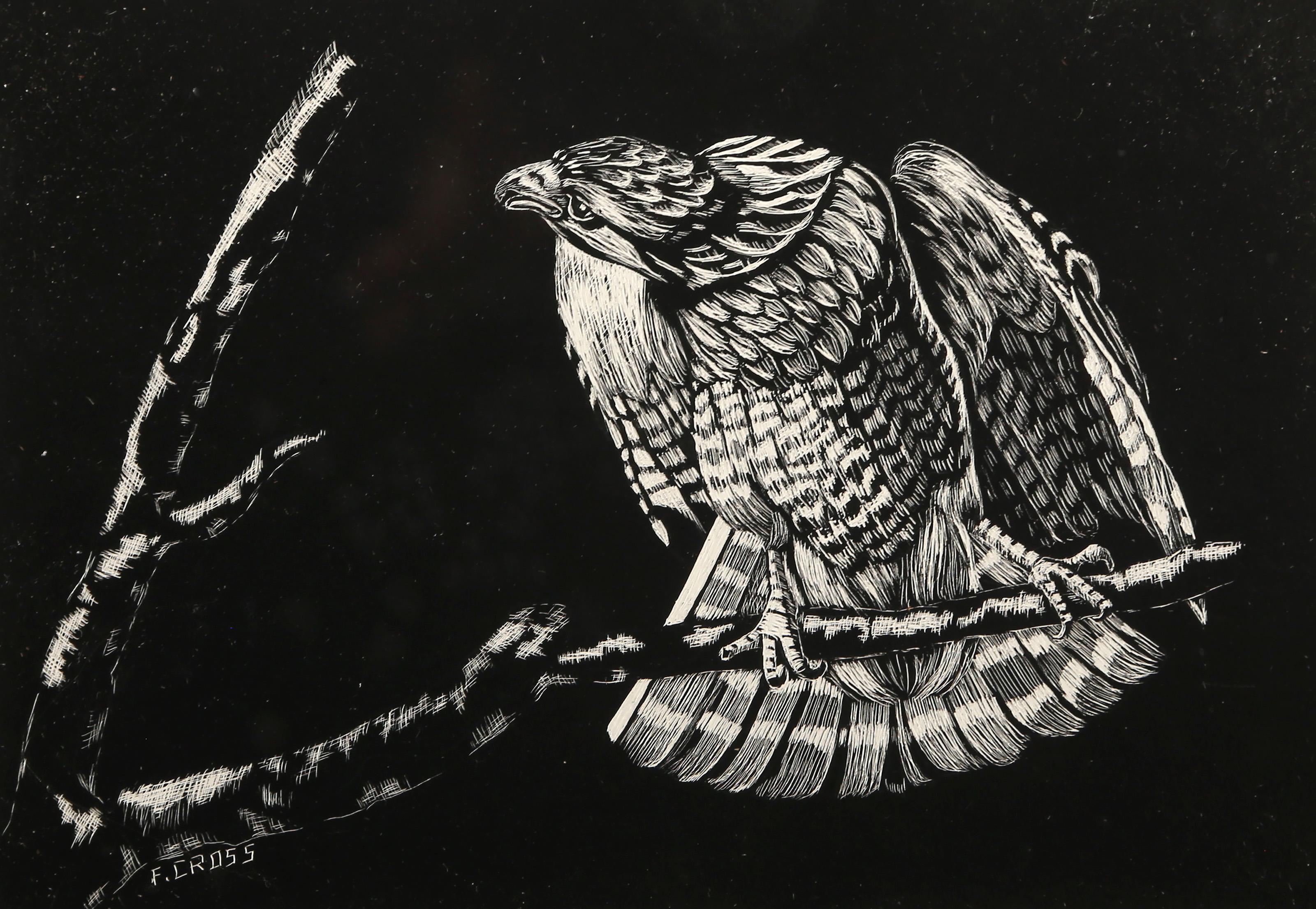 F Ken Cross - Hawk, Medium:  Scratchboard, signed lower left, Size:  5.25 x 7.5 in. (13.34 x 19.05 cm), Frame Size:  9 x 10.75 inches