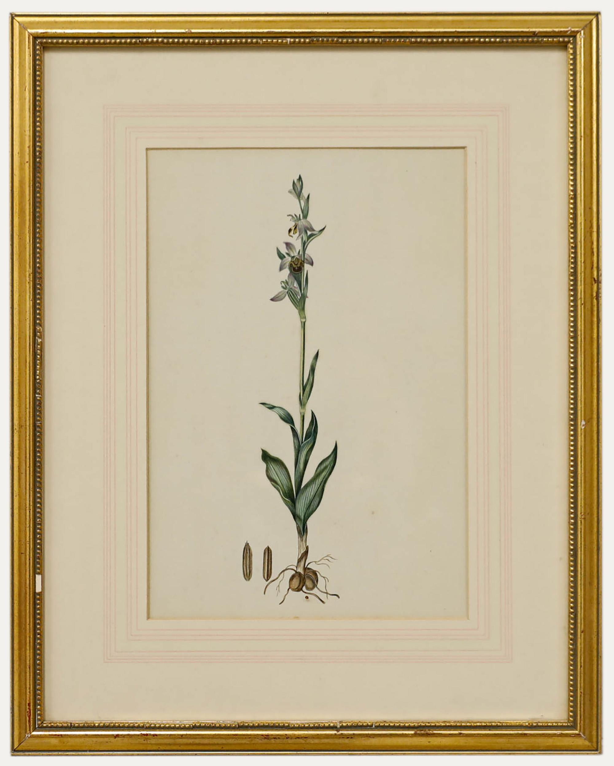 Unknown Still-Life - English School 19th Century Watercolour - Bee Orchid