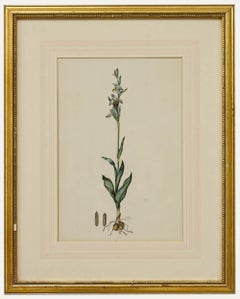 English School 19th Century Watercolour - Bee Orchid