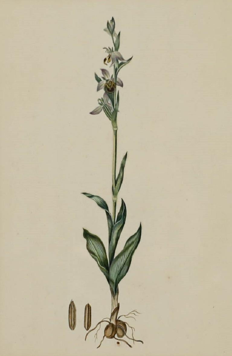 English School 19th Century Watercolour - Bee Orchid - Art by Unknown