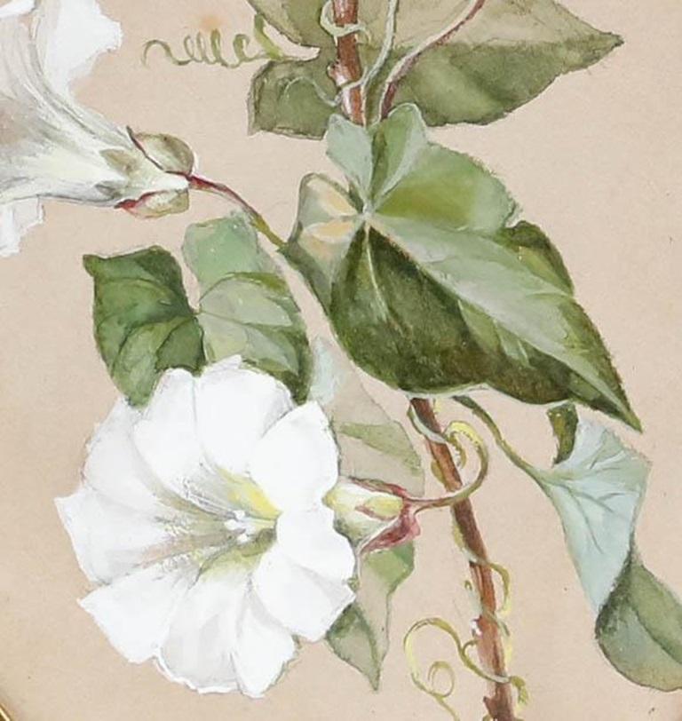 C. Lidy - Gouache del 1889 incorniciata, Gloria del mattino - Art di Unknown