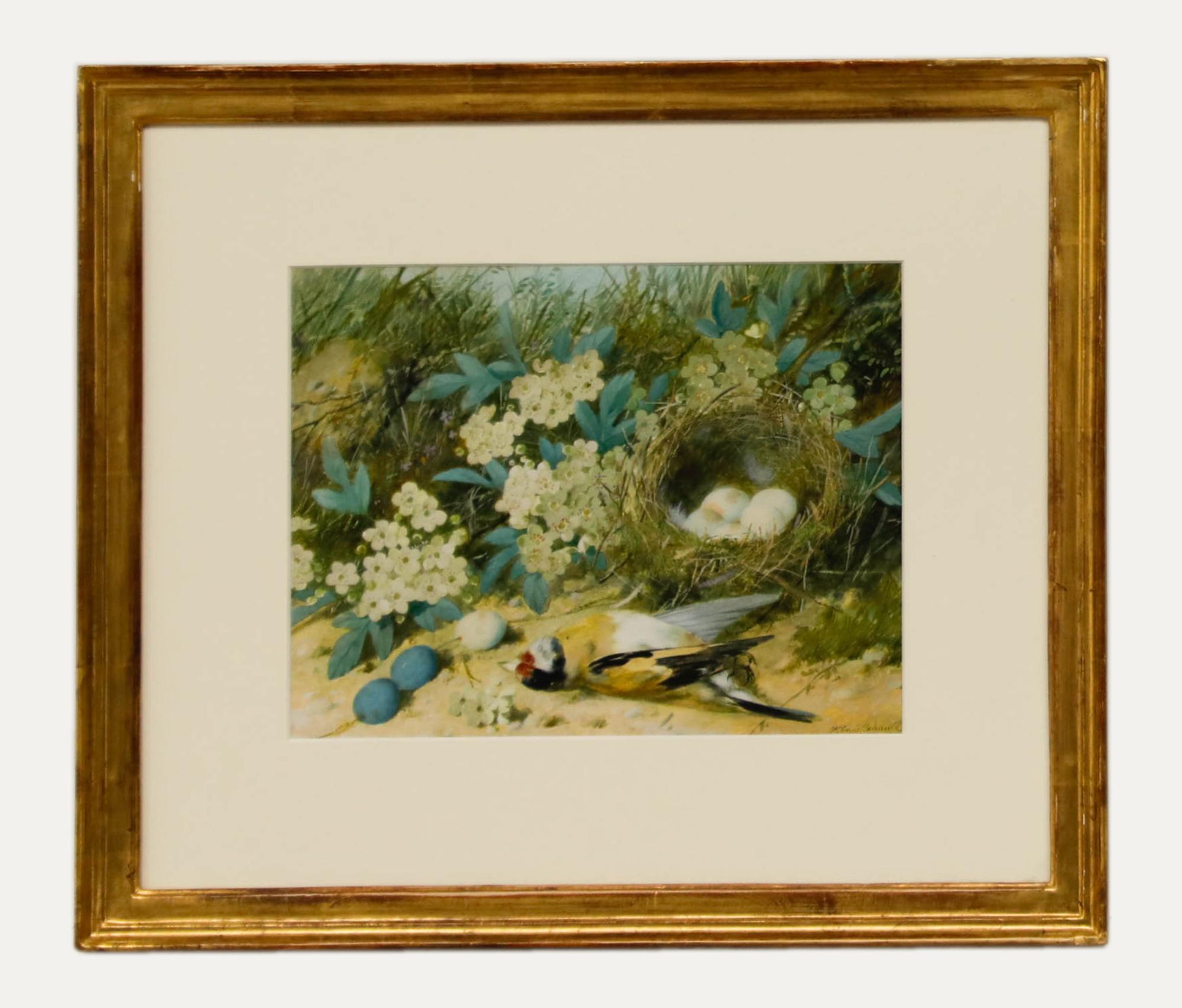 Eine schöne Studie in Aquarell und Gummiarabikum, die einen Stieglitz und sein Nest darstellt. Signiert unten rechts. Präsentiert in einem vergoldeten Rahmen. Auf dem Papier.