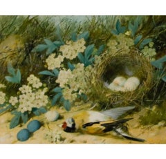 William Cruikshank (1848-1922) - Acquerello della fine del XIX secolo, Nido di cardellini