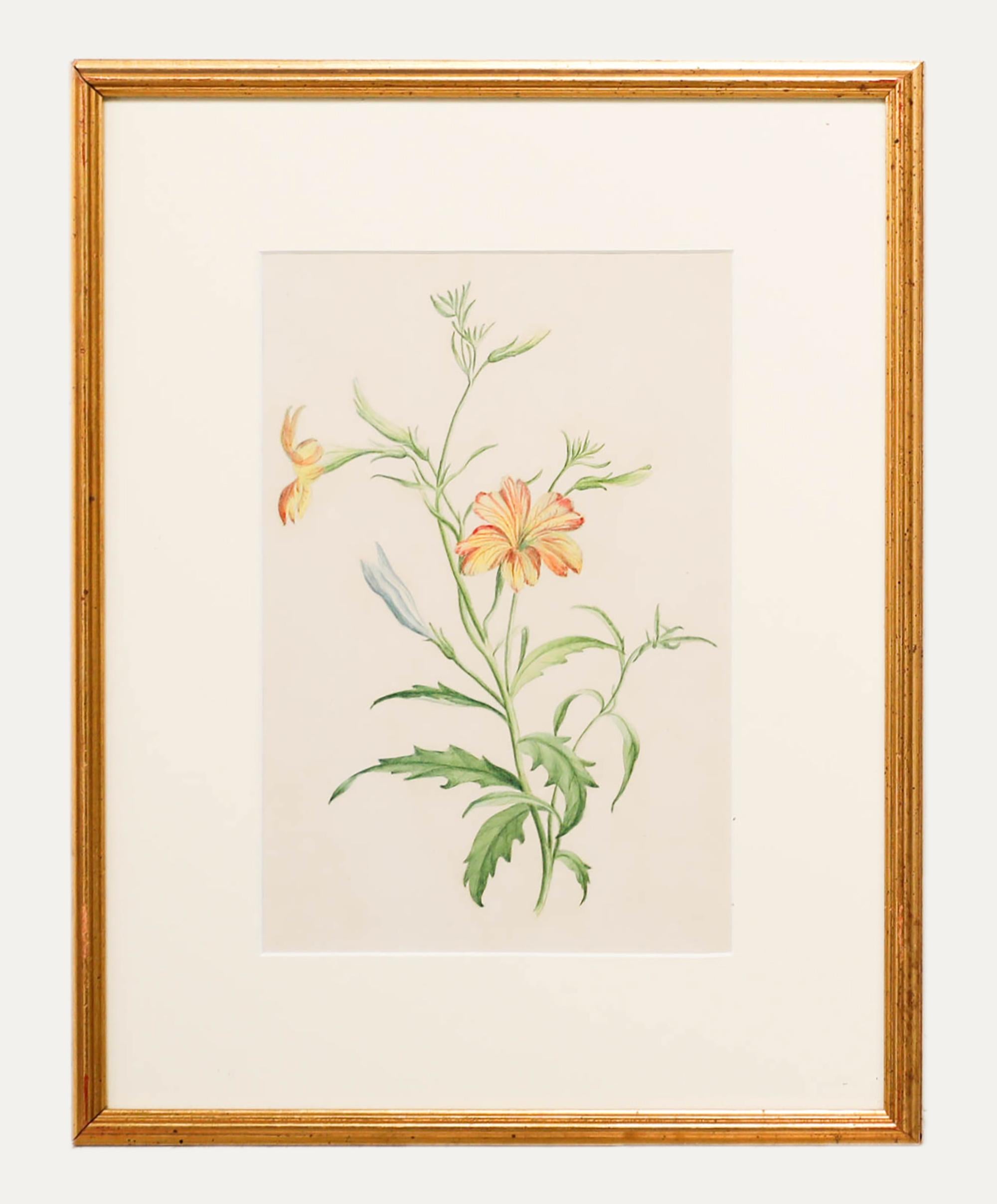 Señora F.C. Byrne (1789-1876) - Acuarela del siglo XX, Flor silvestre