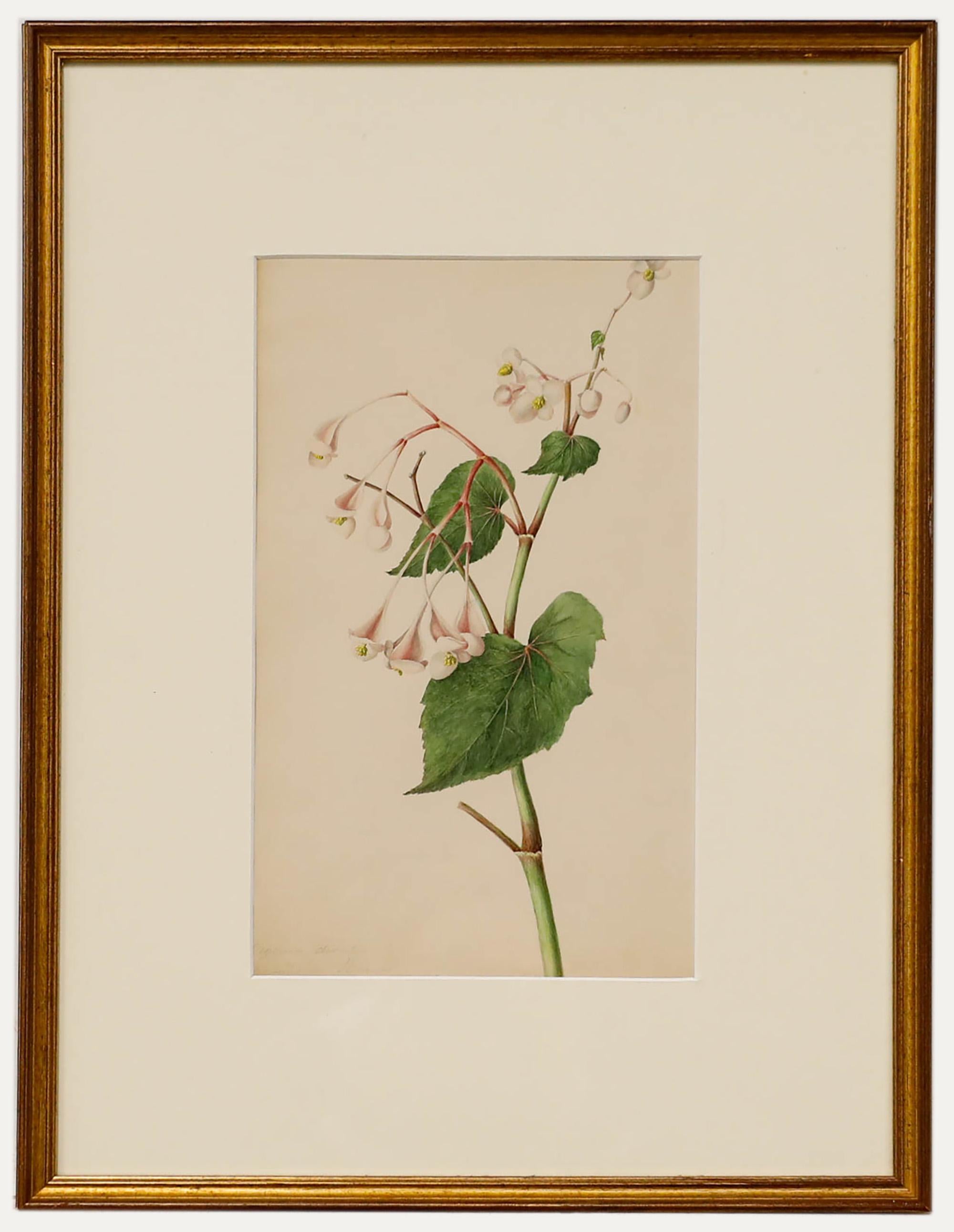 Madame F.C. Byrne (1789-1876) - Framed Watercolour, Bigonia Discolor