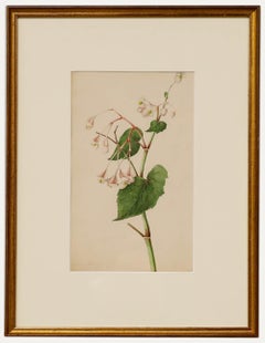 A.I.C.. Byrne (1789-1876), aquarelle encadrée, décolorée Bigonia