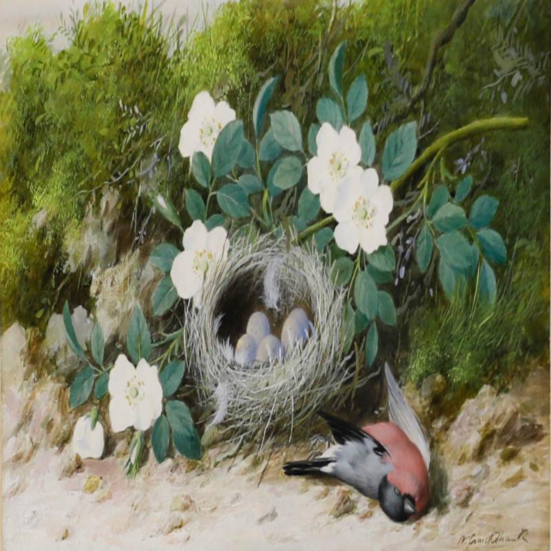 William Cruikshank (1848-1922) - Framed Watercolour, Bullfinch Nest For Sale 1