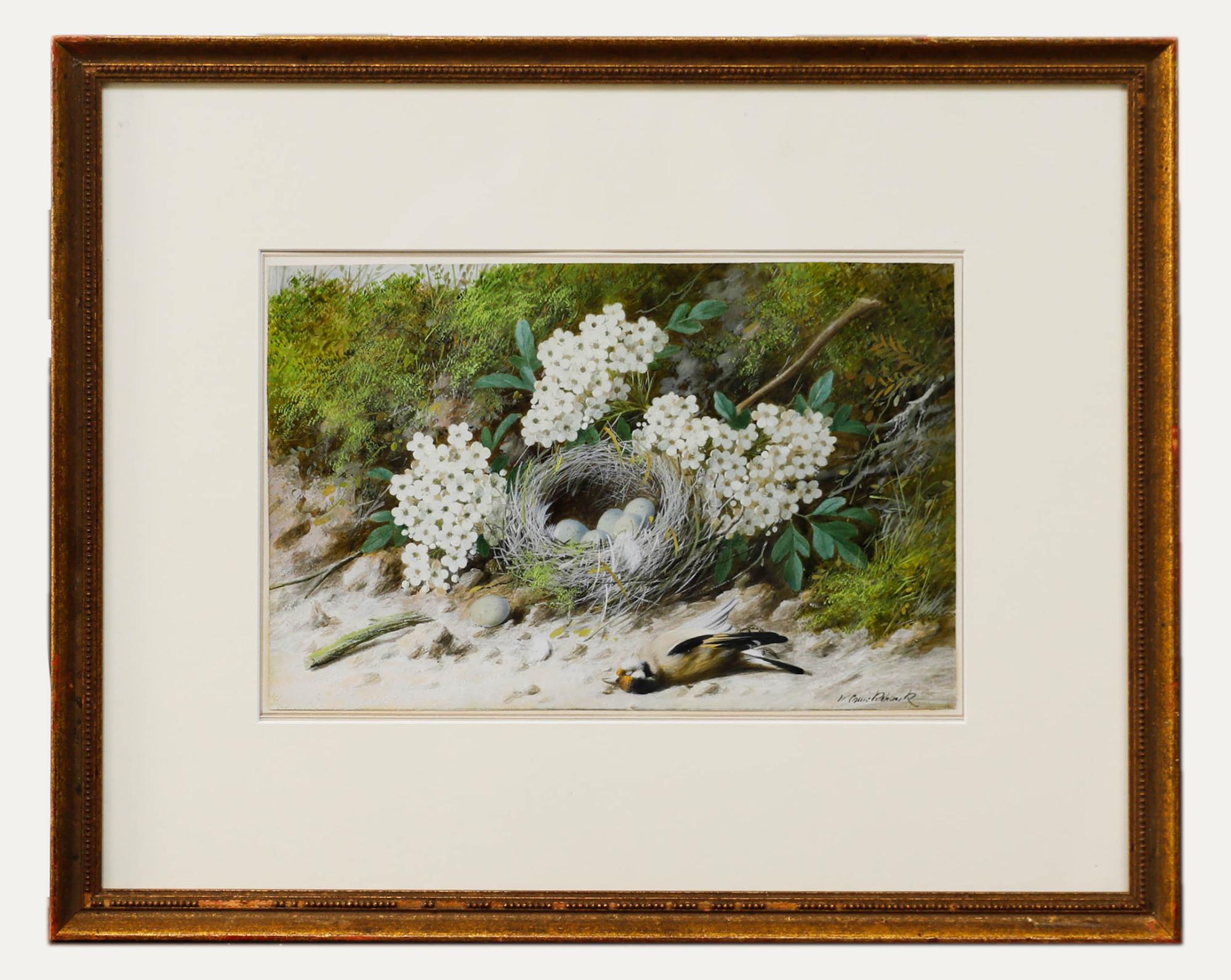 Eine schöne Studie in Aquarell und Gummiarabikum, die einen Stieglitz und sein Nest zeigt, umgeben von Waldvegetation und weißen Blüten. Signiert unten rechts. Präsentiert in einem vergoldeten Rahmen. Auf dem Papier. 
