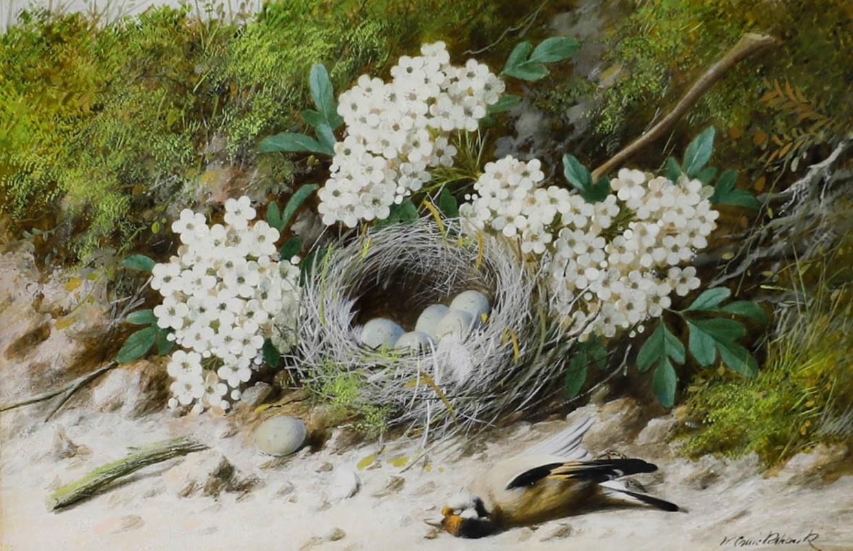 William Cruikshank (1848-1922) - Gerahmtes Aquarell, Goldfinch-Nest im Angebot 1