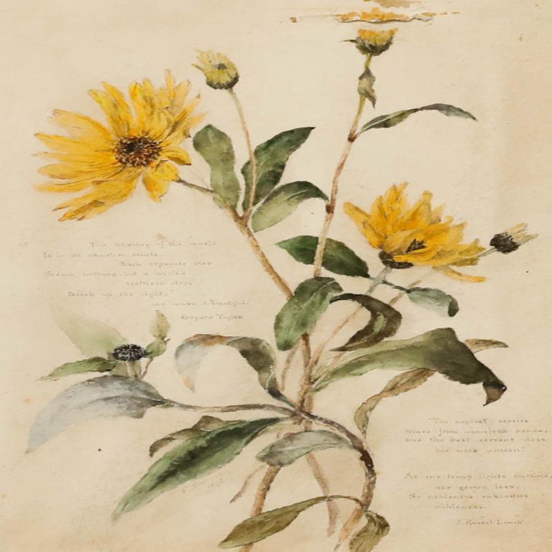 Aquarelle de la fin du 19e siècle de l'English School - Helianthus - Art de Unknown