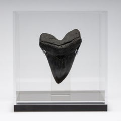 Fossil Megalodon "the Monster Shark" Tooth in Acrylic Custom Box