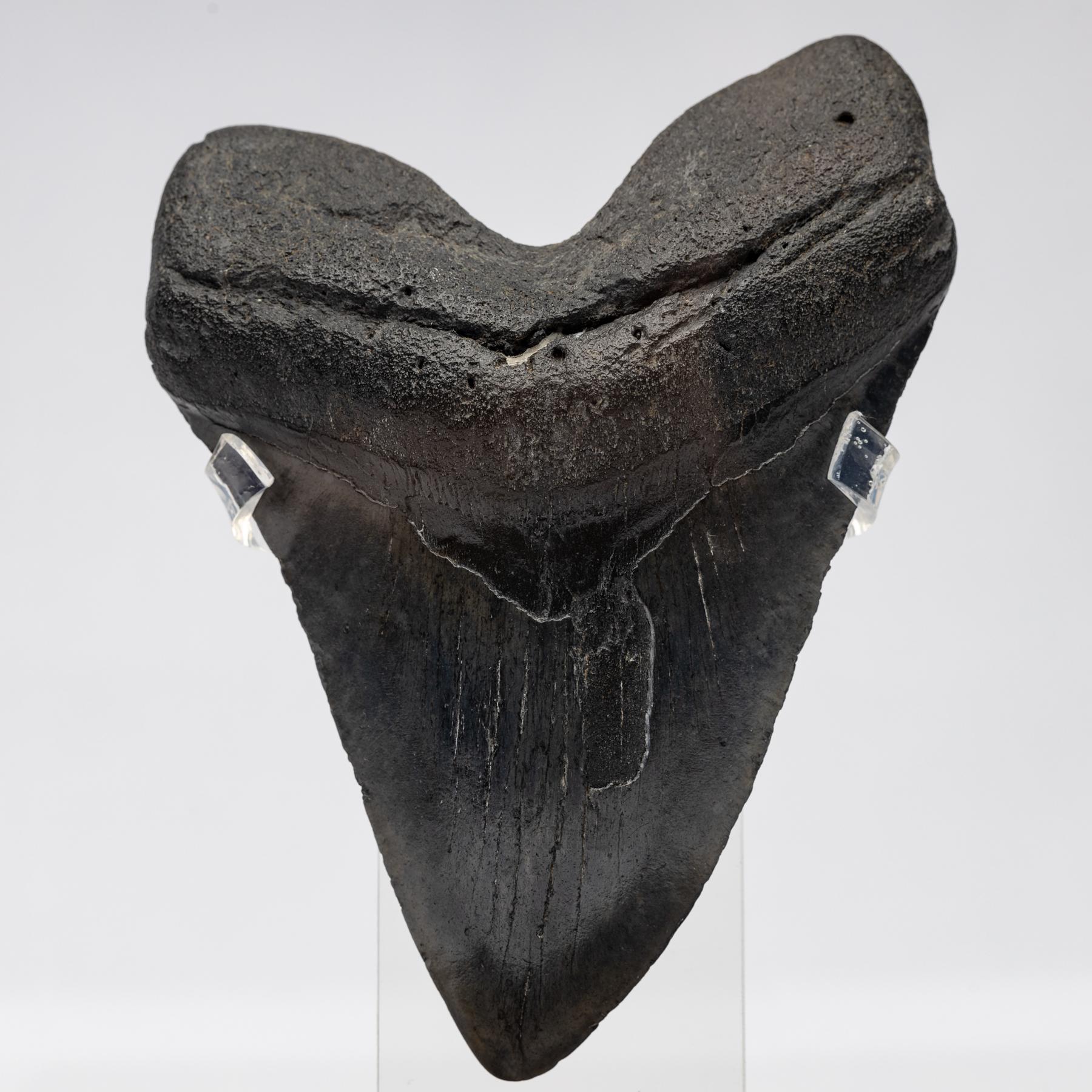 Contemporary Fossil Megalodon 