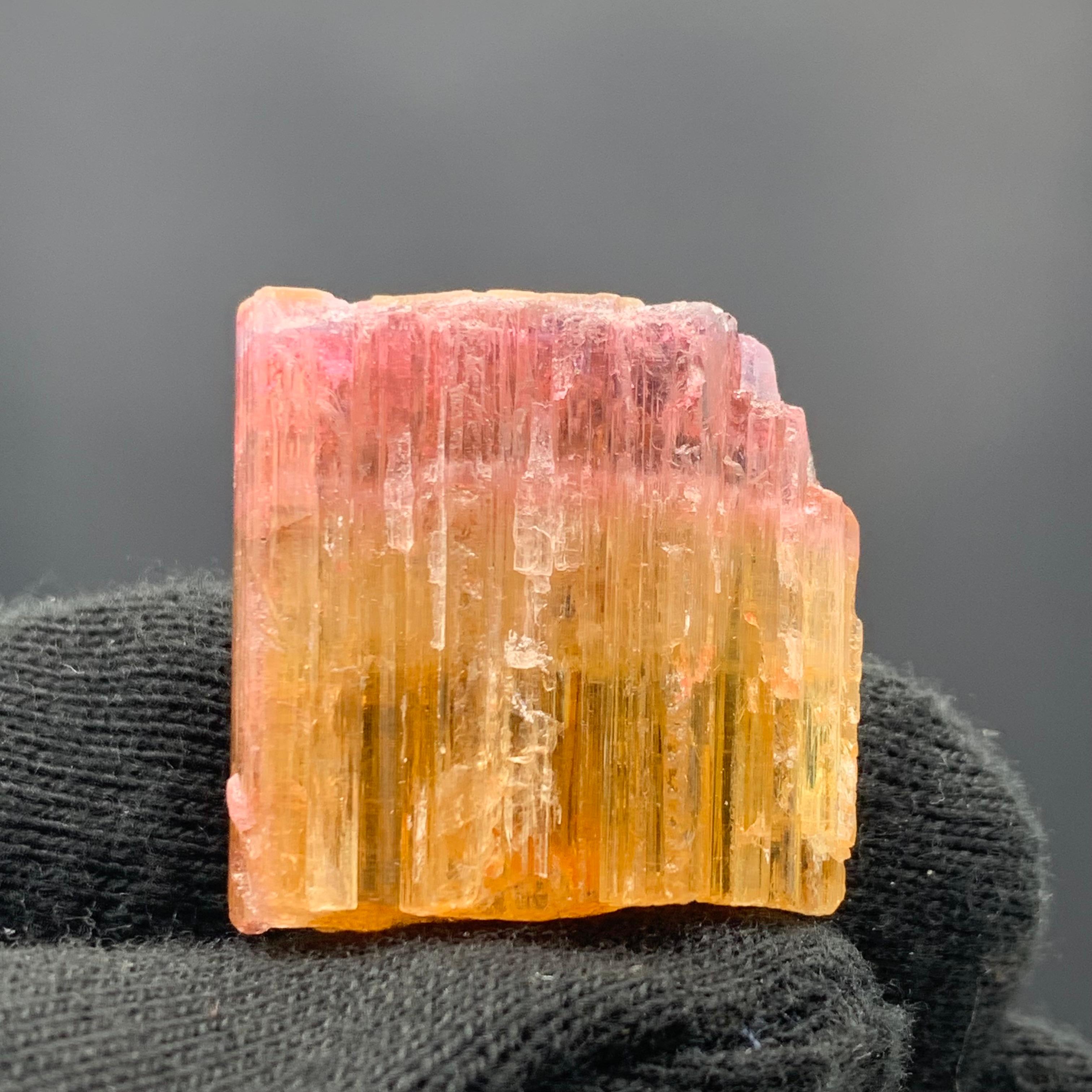 Adam Style 59.15 Carat Beautiful Bi Color Tourmaline Crystal From Paprook Mine, Afghanistan For Sale