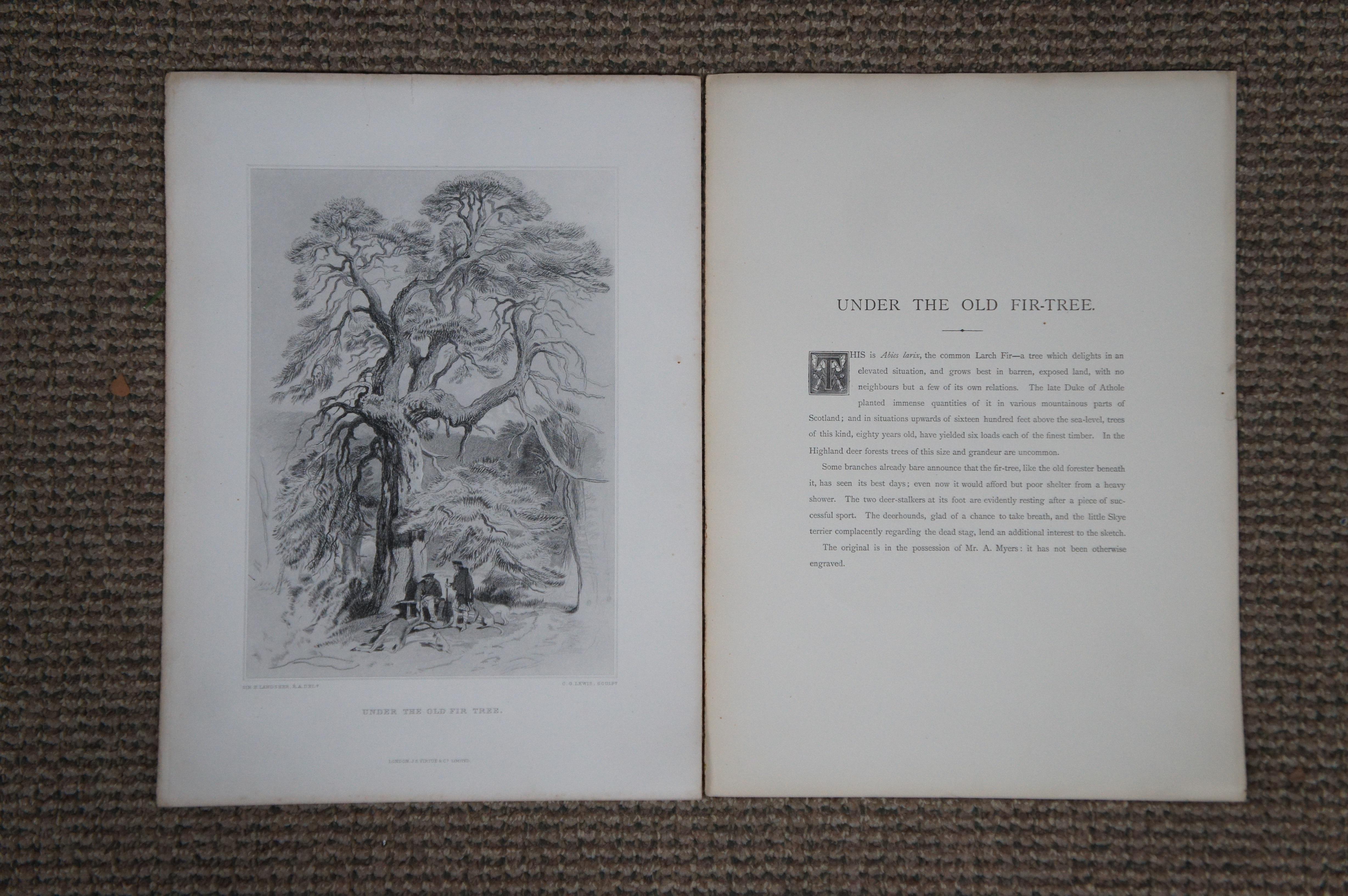 6 antike Virtue & Co Sir Edwin Landseer Hirsch-Hunde- Jagd-Gravurdrucke 14