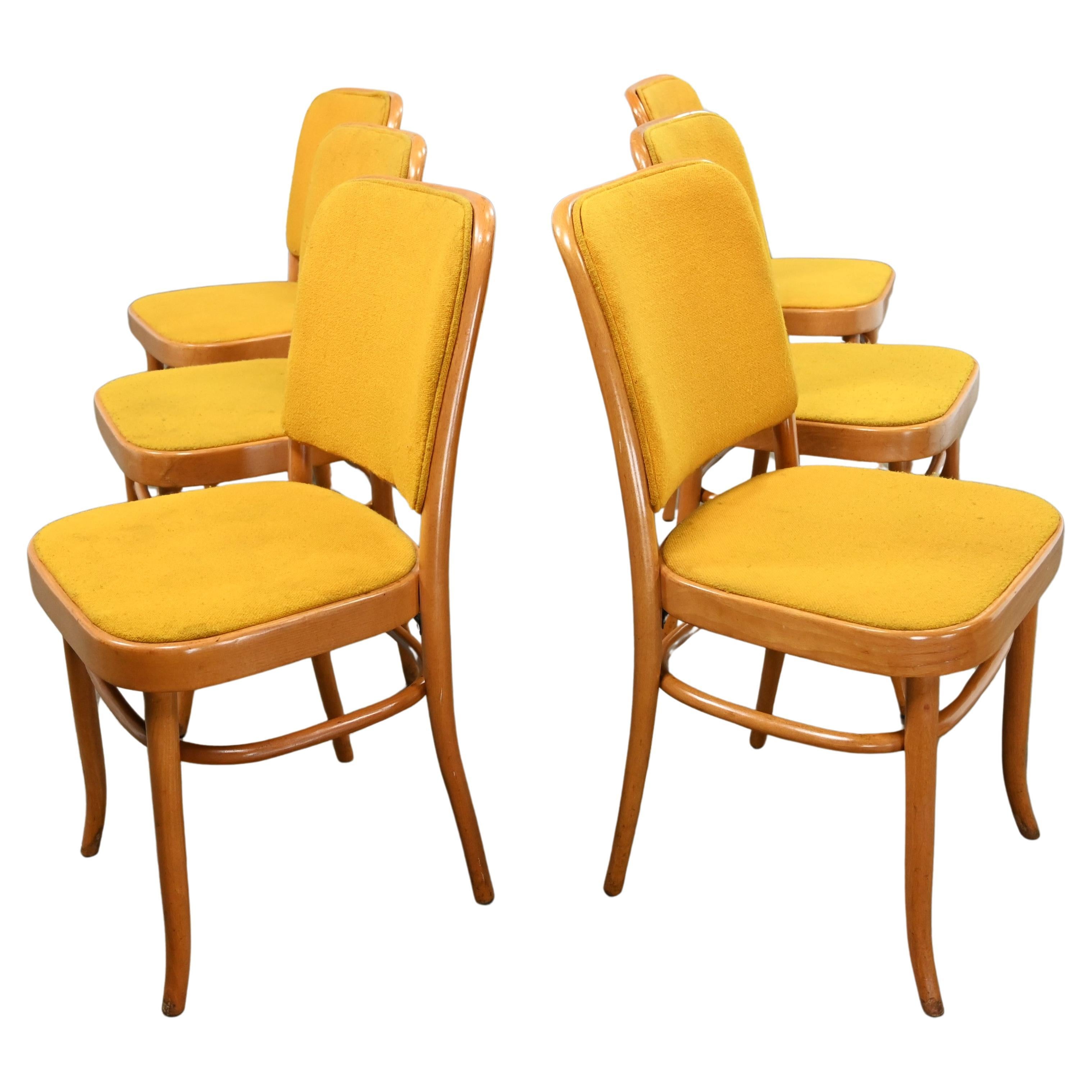 6 Armless Bauhaus Beech Bentwood Hoffman Prague 811 Dining Chairs Style Thonet For Sale