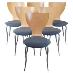 6 Chaises de salle à manger Calligaris en bois d'acajou italien:: érable:: MCM