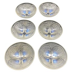 6 Coquilles Glass Bowls by R.Lalique