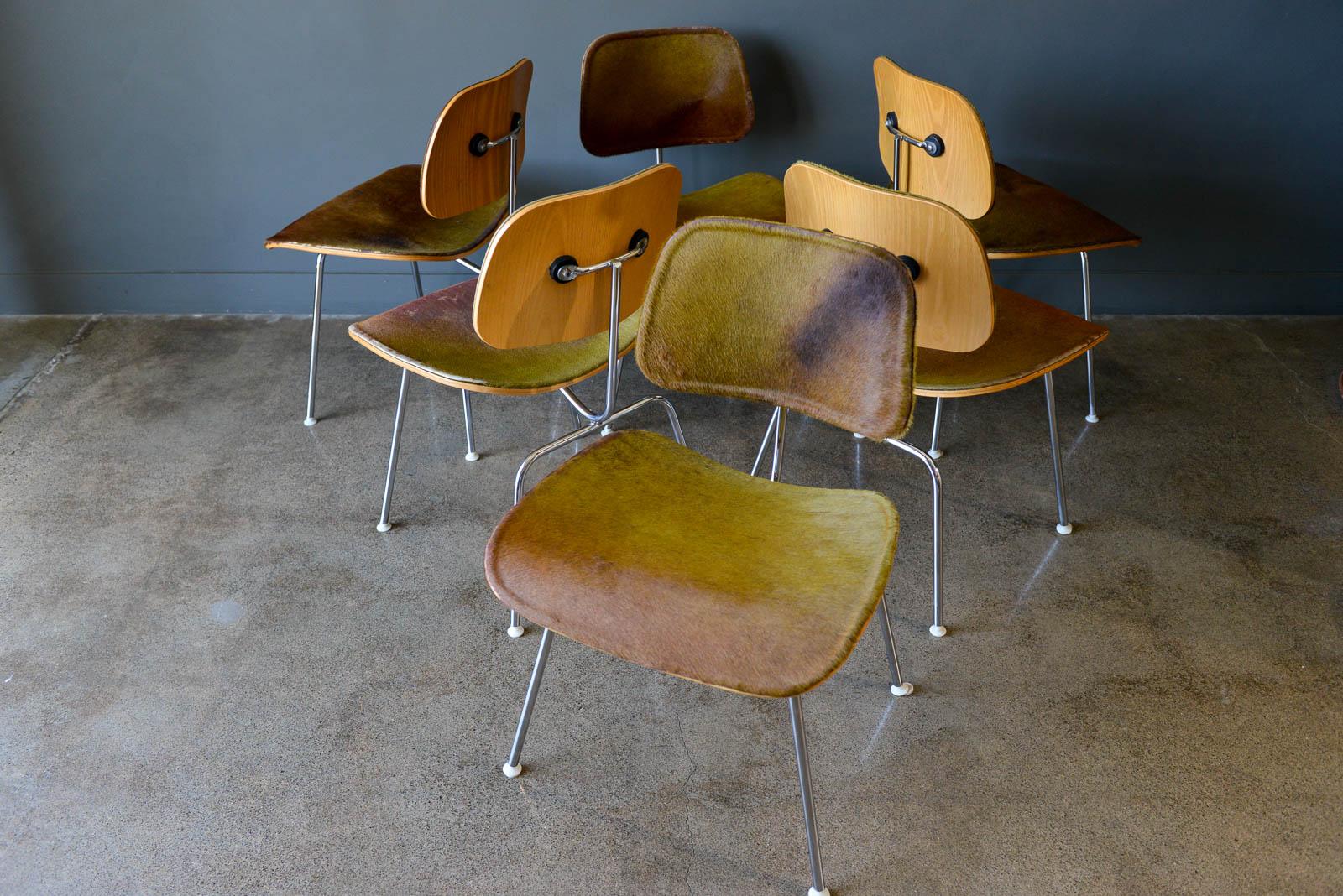 Mid-Century Modern 6 Limited Edition Charles Eames for Herman Miller DCM in Tri-Color Hairy Hide For Sale