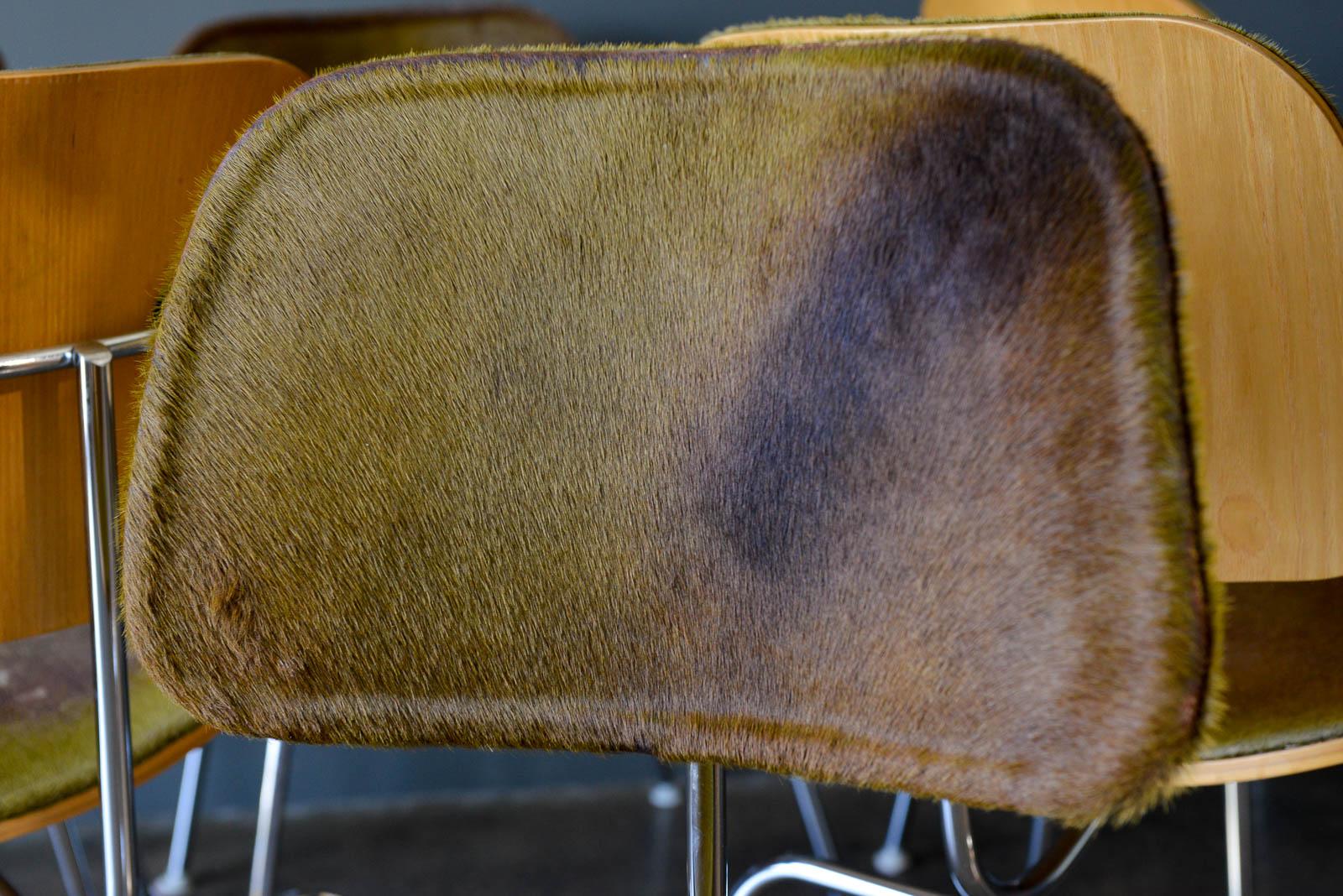 Cowhide 6 Limited Edition Charles Eames for Herman Miller DCM in Tri-Color Hairy Hide For Sale