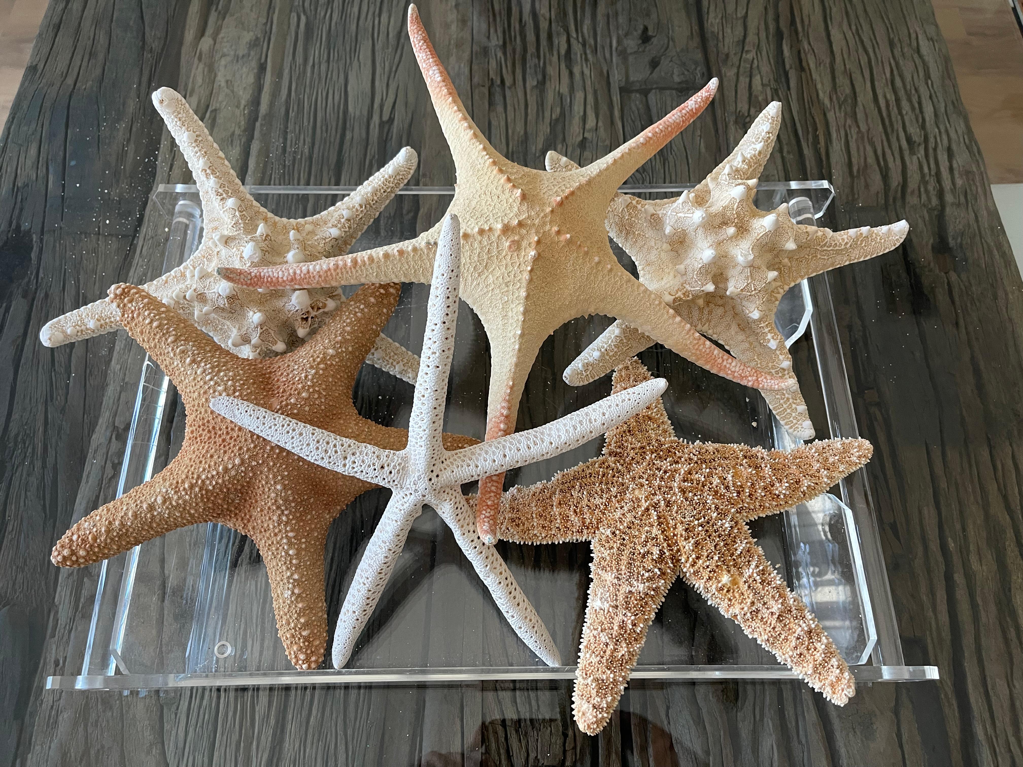 6 Teile Naturgeschichte Marine-Exemplare Meeres Sterne Taxidermie im Angebot 3