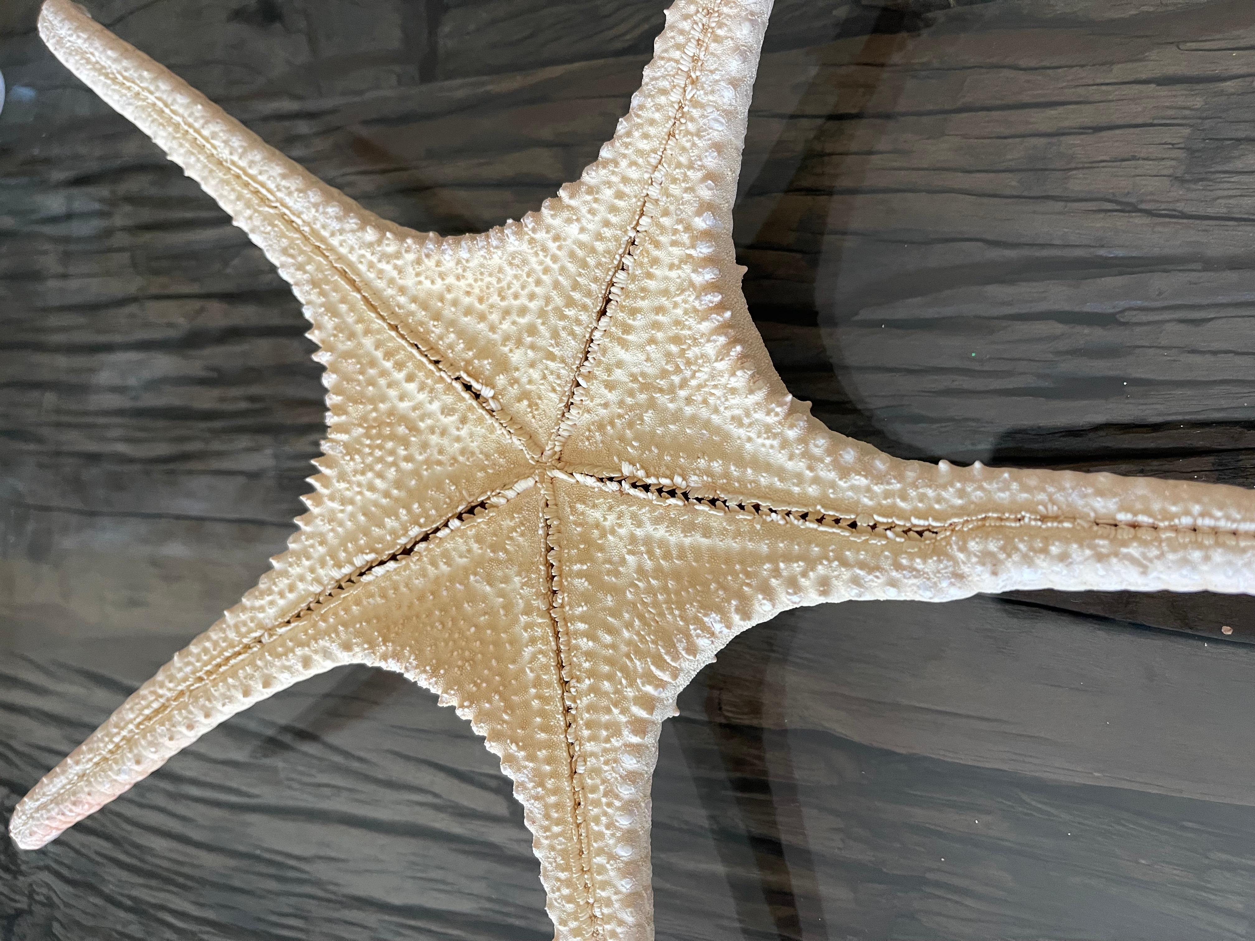 6 Teile Naturgeschichte Marine-Exemplare Meeres Sterne Taxidermie im Angebot 4