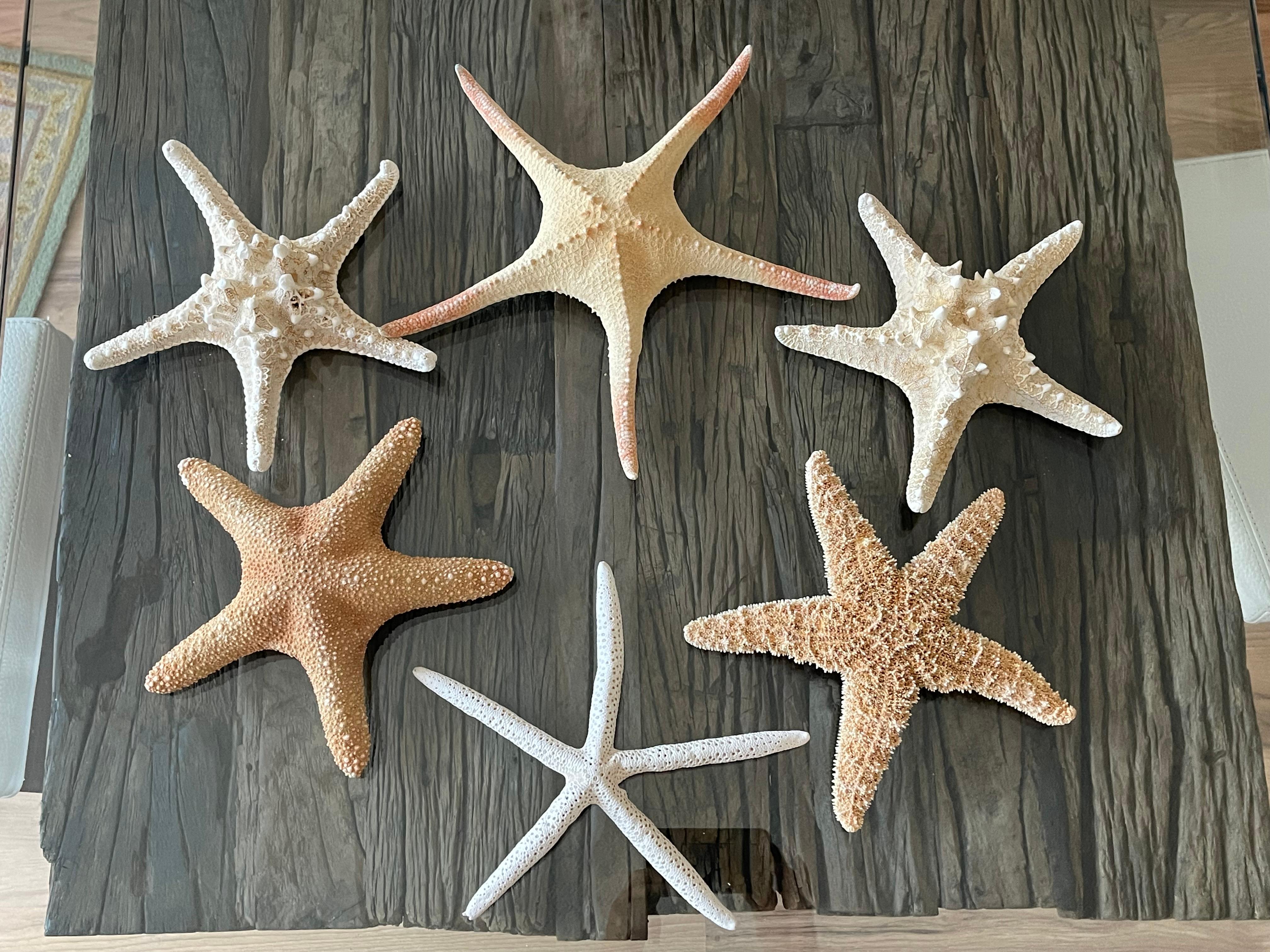 6 Stück Große Seesterne Auswahl. Naturgeschichtliche Exemplare des Meeres. In allen natürlichen Zustand, und Farbe. Für Taxidermie-Sammler von Wanddekoration Design. Zusammen mit einem modernen Lucit-Tablett aus der Mitte des Jahrhunderts.