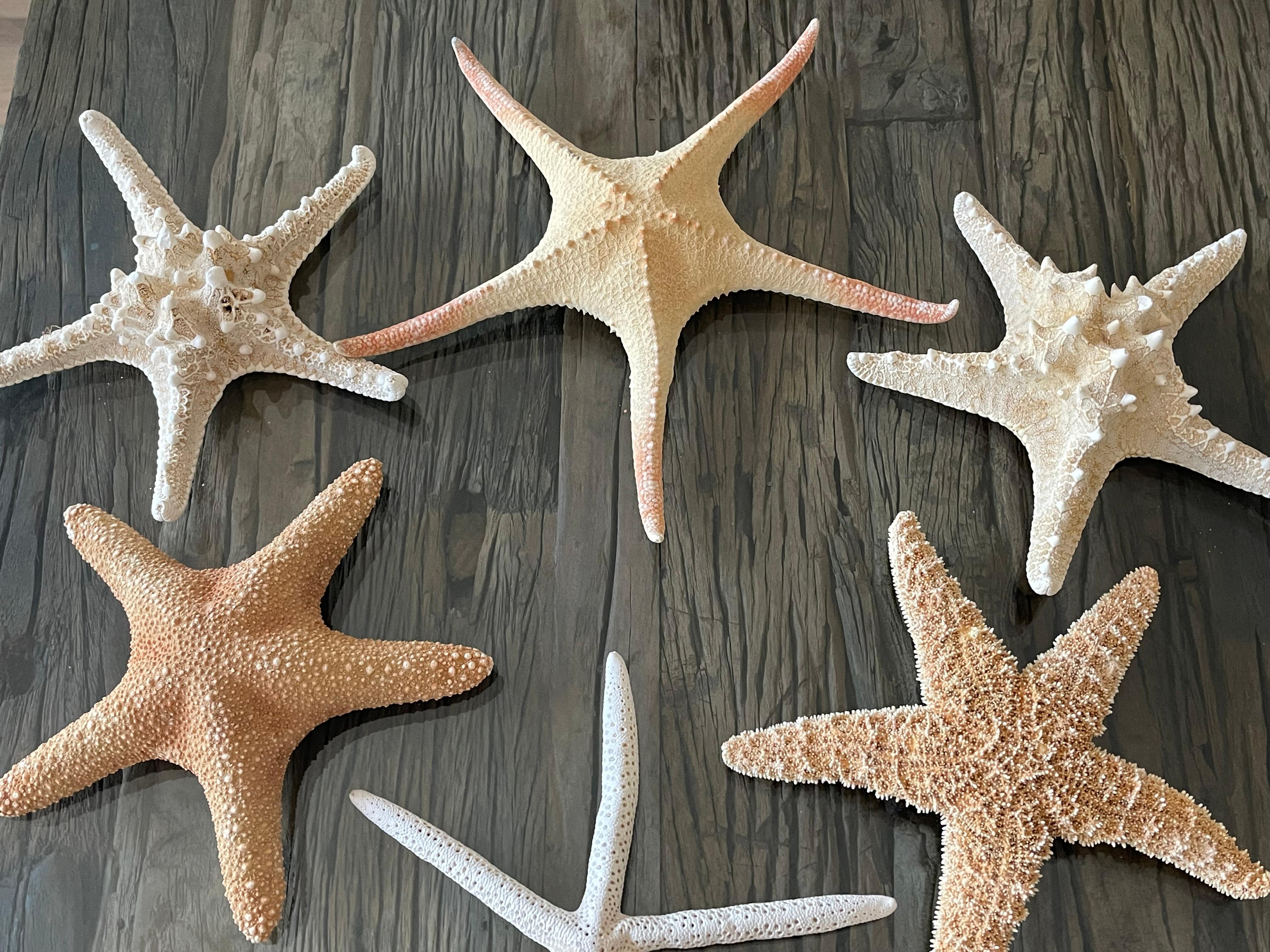 6 Teile Naturgeschichte Marine-Exemplare Meeres Sterne Taxidermie (amerikanisch) im Angebot