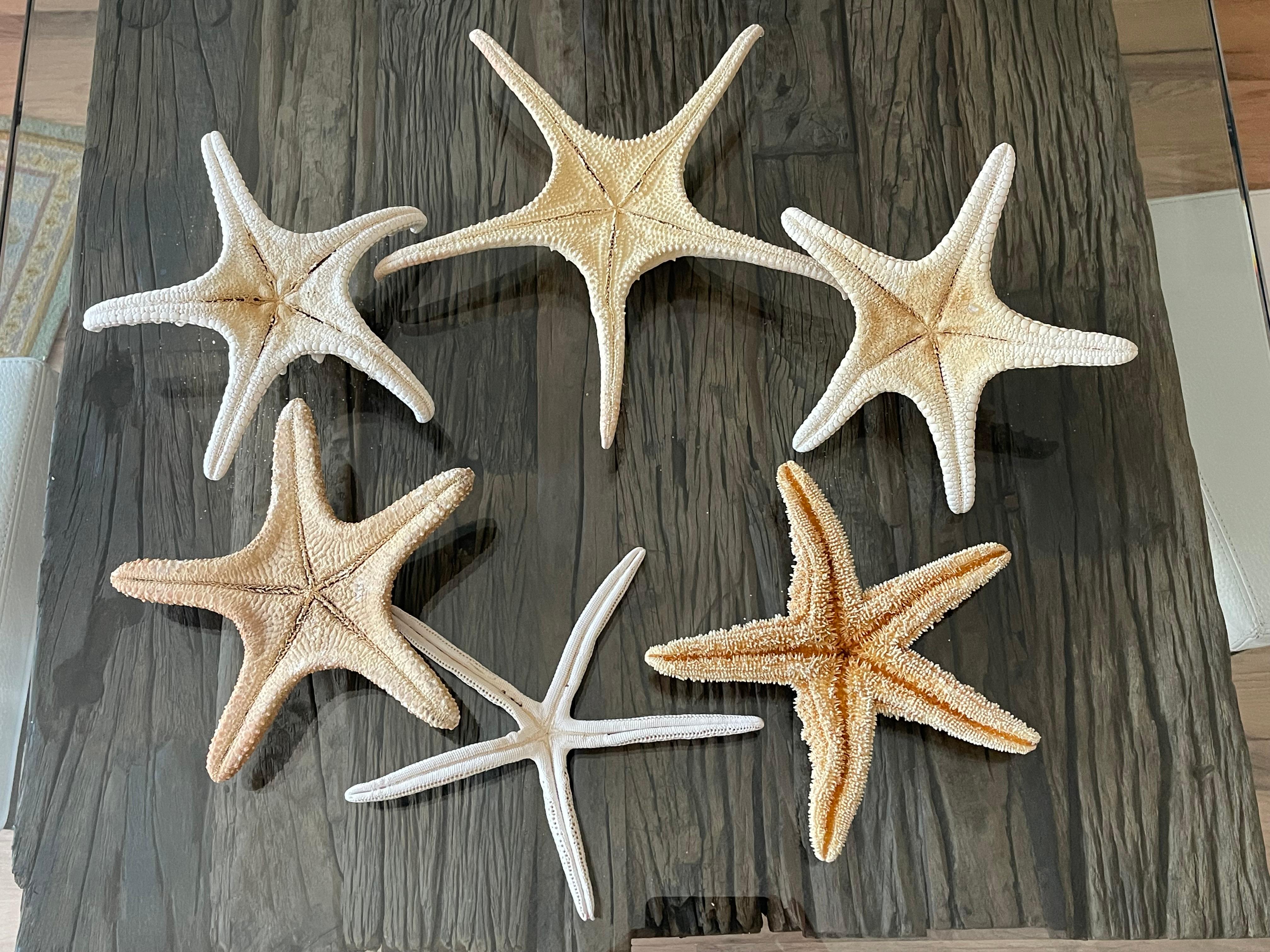 6 Teile Naturgeschichte Marine-Exemplare Meeres Sterne Taxidermie im Zustand „Gut“ im Angebot in Boca Raton, FL