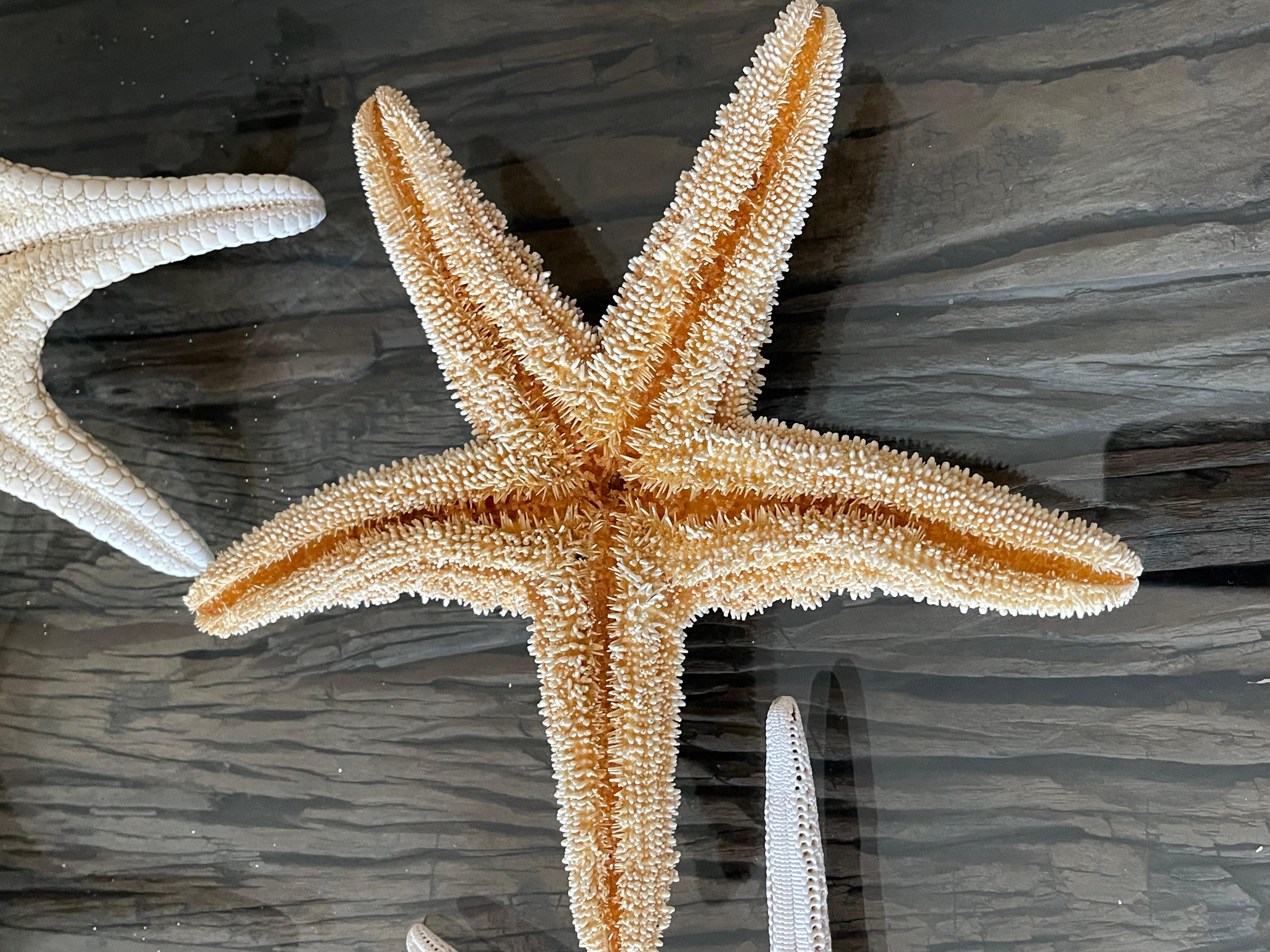 6 Teile Naturgeschichte Marine-Exemplare Meeres Sterne Taxidermie im Angebot 1