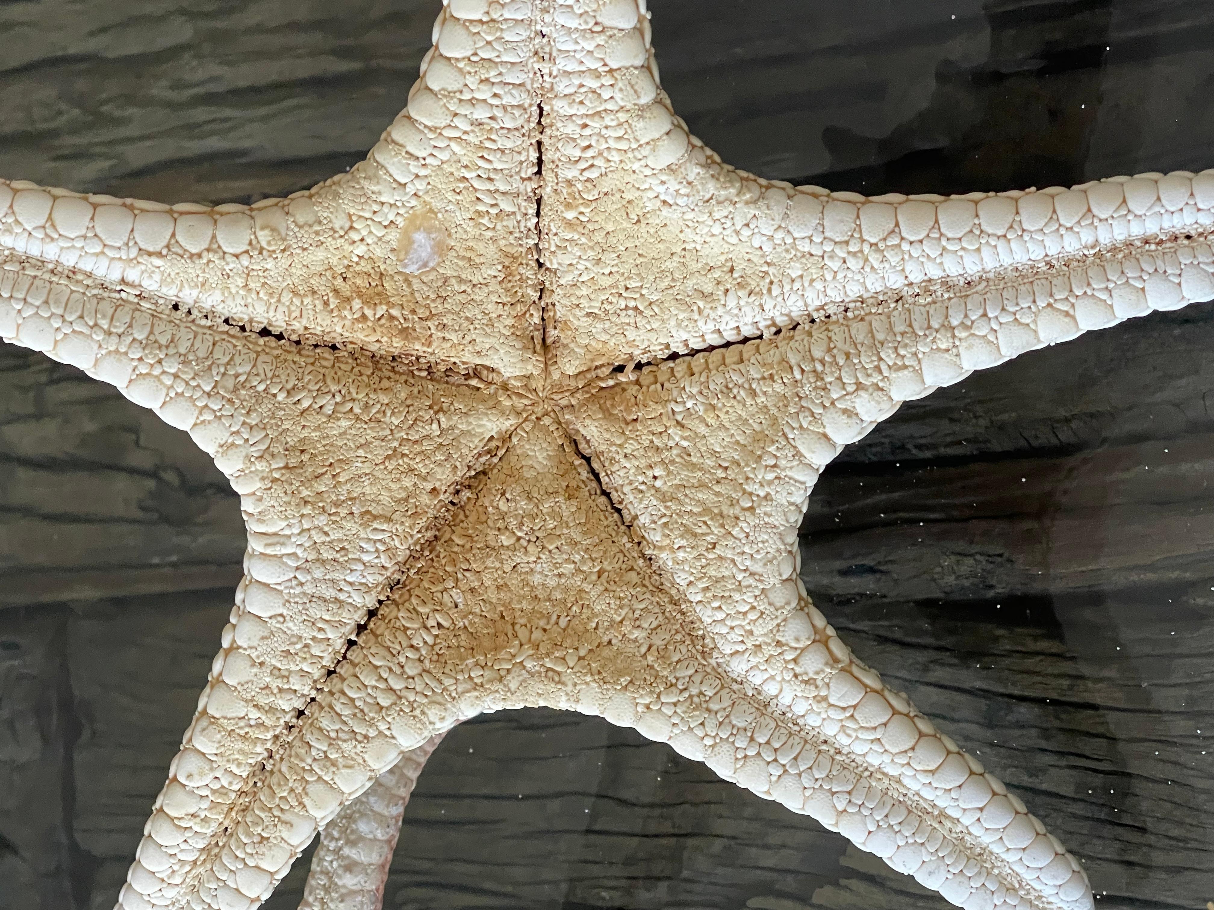 6 Teile Naturgeschichte Marine-Exemplare Meeres Sterne Taxidermie im Angebot 2